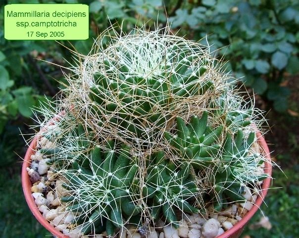 Mammillaria _decipiens _ssp.camptotricha _08